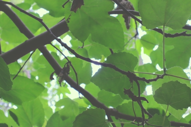 Sunlight peeking through branches and green leaves.